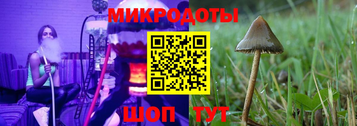 Псилоцибиновые грибы Psilocybe Донской